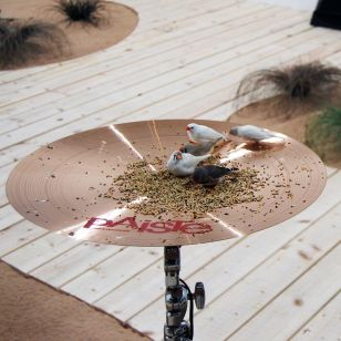 Making music - Céleste Boursier-Mougenot style (Photo:Lyndon Douglas) Making music - Céleste Boursier-Mougenot style (Photo:Lyndon Douglas)