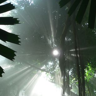 Victorian architecture meets the sounds of the rainforest at Kew (photo: Sean Thamer) Victorian architecture meets the sounds of the rainforest (photo: Sean Thamer)
